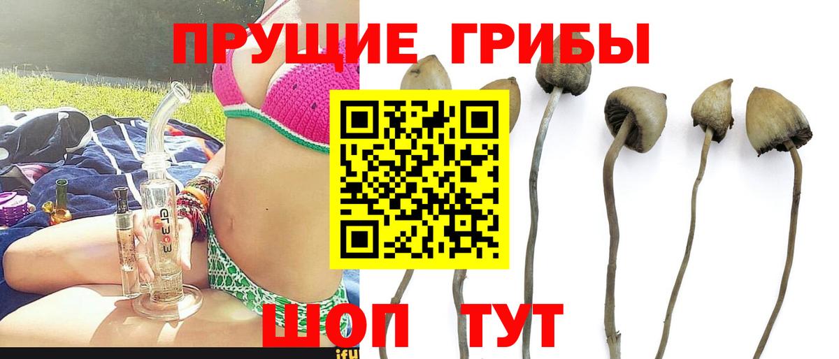 Галлюциногенные грибы Psilocybe Грязи